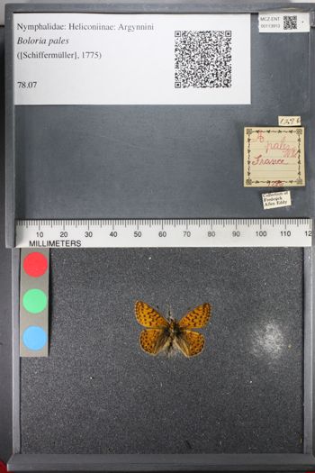 Media type: image;   Entomology 113913